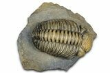 Large, Multi-Toned Pedinopariops Trilobite - Mrakib, Morocco #357348-2